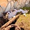 3_cats_closet